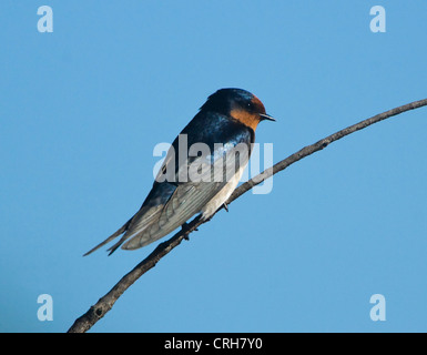 Hirondelle rustique (Hirundo neoxena Welcome) Banque D'Images