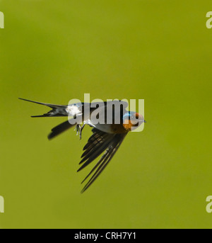 Hirondelle rustique (Hirundo neoxena Welcome) Banque D'Images