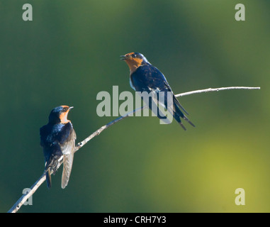 L'Hirondelle (Hirundo neoxena Welcome) Banque D'Images