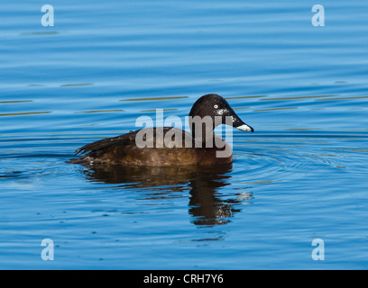 White-eyed (Aythya australis) Banque D'Images