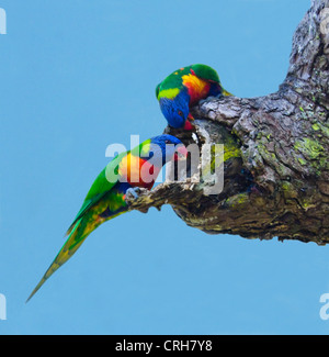 Rainbow loriquets verts (Trichoglossus haematodus) Banque D'Images