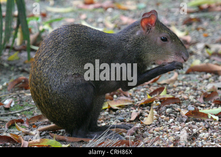 L'agouti est assis sur ses pattes arrière et mange, Devils Island, Guyane, Caraïbes Banque D'Images