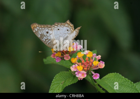 Anartia jatrophae papillon Paon blanc reposant sur certaines fleurs roses en Guyane, l'île de Devils Banque D'Images