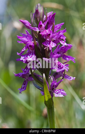 Le rose-mauve inflorescence de Heath Spotted Orchid (Dactylorhiza maculata), également connu sous le nom de moorland repéré d'orchidée. Banque D'Images