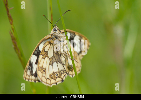 Papillon blanc marbré se dorant dans soleil du matin pour s'échauffer avant le vol. Banque D'Images