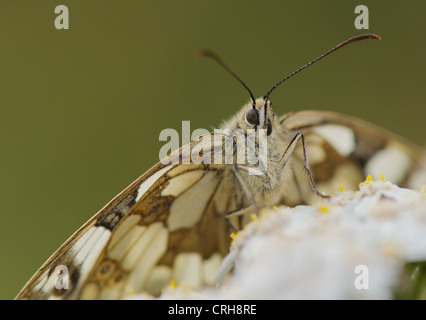 Papillon blanc marbré se dorant dans soleil du matin pour s'échauffer avant le vol. Banque D'Images