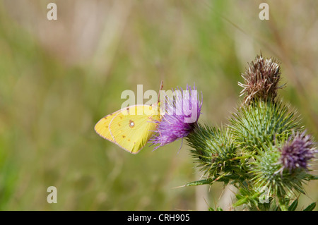 Papillon jaune assombrie se nourrissant de fleur d'un chardon Banque D'Images