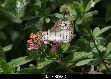 Anartia jatrophae papillon Paon blanc reposant sur certaines fleurs roses en Guyane, l'île de Devils Banque D'Images