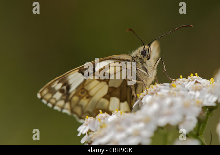 Papillon blanc marbré se dorant dans soleil du matin pour s'échauffer avant le vol. Banque D'Images