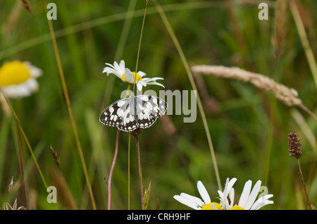 Papillon blanc marbré se dorant dans soleil du matin pour s'échauffer avant le vol. Banque D'Images