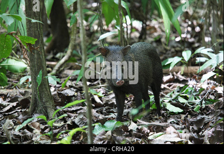 Pécari à collier (Pecari tajacu) en forêt tropicale. Parc national de Corcovado, péninsule d'Osa, au Costa Rica. Mars 2012. Banque D'Images