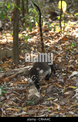 Coati à nez blanc (Nasua narica), Parc national de Corcovado, péninsule d'Osa, au Costa Rica. Banque D'Images