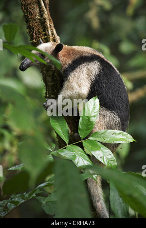 Le nord de Tamandua (Tamandua Tamanoir à collier ou mexicana) en forêt tropicale. Parc national de Corcovado, péninsule d'Osa, au Costa Rica Banque D'Images