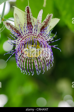 Fleur de passion Passiflora sp. Prise au jardin botanique royal d'Édimbourg Banque D'Images