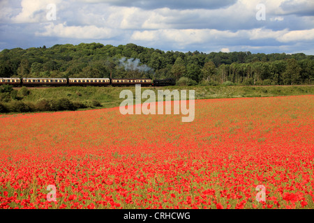 Champ de coquelicots, réserve naturelle agricole Blackstone Worcestershire, Royaume-Uni Banque D'Images