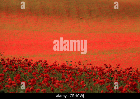 Champ de coquelicots, réserve naturelle agricole Blackstone Worcestershire, Royaume-Uni Banque D'Images