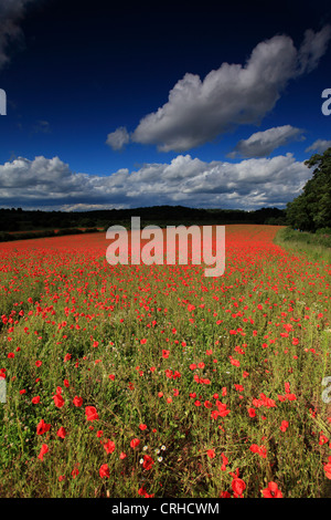 Champ de coquelicots, réserve naturelle agricole Blackstone Worcestershire, Royaume-Uni Banque D'Images