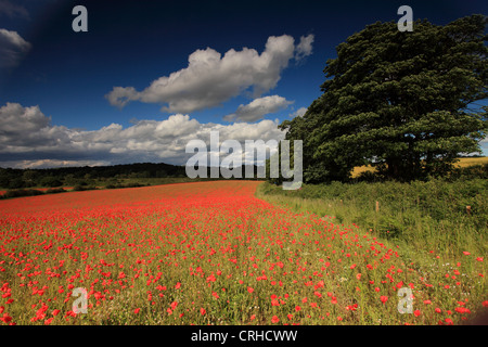 Champ de coquelicots, réserve naturelle agricole Blackstone Worcestershire, Royaume-Uni Banque D'Images