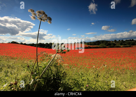 Champ de coquelicots, réserve naturelle agricole Blackstone Worcestershire, Royaume-Uni Banque D'Images