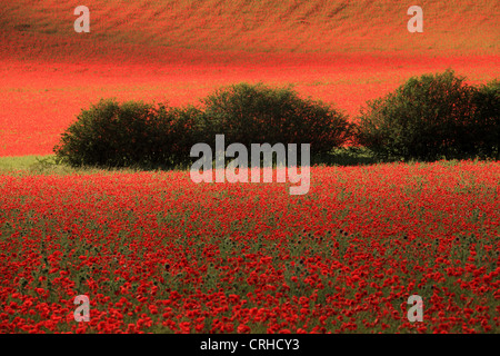 Champ de coquelicots, réserve naturelle agricole Blackstone Worcestershire, Royaume-Uni Banque D'Images