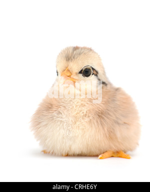 Adorable bébé nouveau-né chick on white Banque D'Images