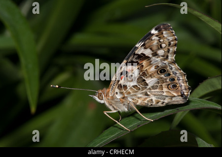Junonia coenia Buckeye commun (papillon) Banque D'Images