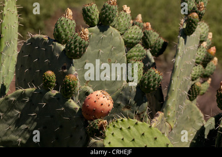 Les fruits des cactus de castor aka figuiers de Barbarie (Opuntia) - California USA Banque D'Images