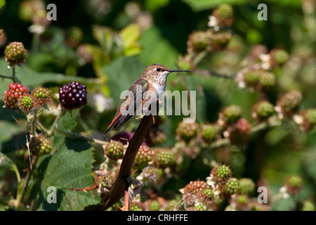 (Le colibri Selasphorus rufus) perché sur un buisson dans un buisson, à Nanaimo, île de Vancouver, C.-B. en août Banque D'Images