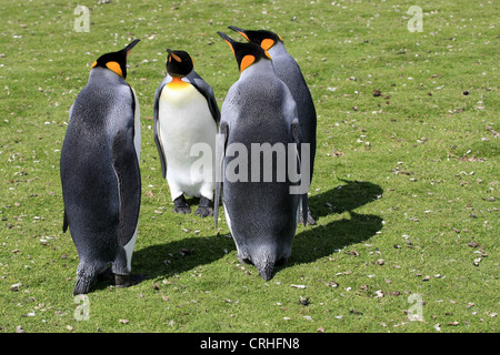 Le manchot royal au point de bénévolat, East Falkland Island Banque D'Images