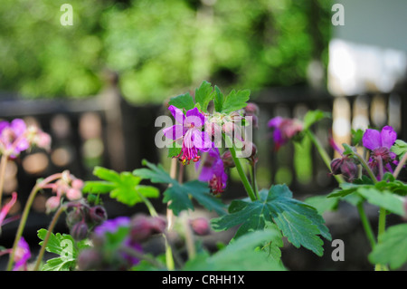 Géranium bulgare en fleurs dans le jardin Banque D'Images