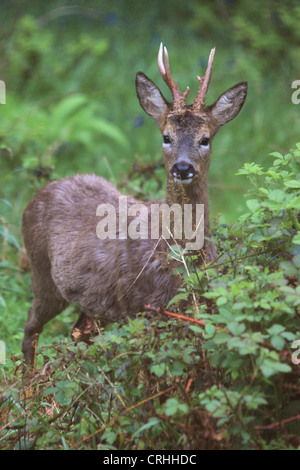 Buck Chevreuil (Capreolus capreolus) Dorset, Angleterre. Banque D'Images