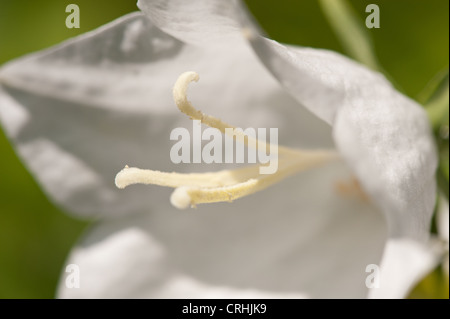 Canterbury bells blanc fleur en plein soleil sur la journée d'été Banque D'Images