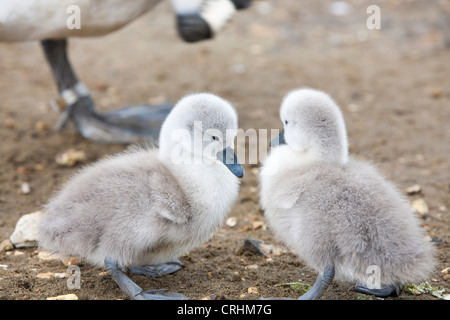 Mute Swan (Cygnus olor) cygnets au Abbotsbury Swannery dans le Dorset, UK. Banque D'Images