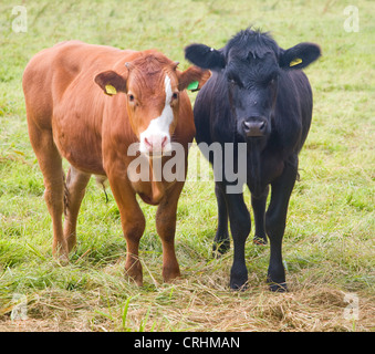 Deux jeunes veaux se tenir dans la zone Shipmeadow Suffolk Angleterre Banque D'Images