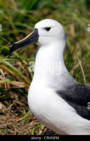 Ouest de l'Albatros à nez jaune de l'Atlantique, l'Île Nightingale, Océan Atlantique Sud Banque D'Images