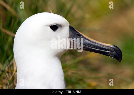 Ouest de l'Albatros à nez jaune de l'Atlantique, l'Île Nightingale, Océan Atlantique Sud Banque D'Images