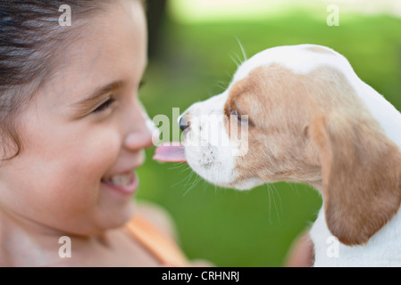 Beagle puppy licking girl's nose Banque D'Images