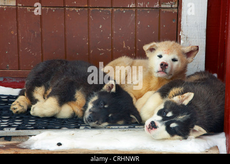 Groenland Chien (Canis lupus f. familiaris), trois petits allongé sur paillasson de porte avant, Groenland, Ostgroenland, Tunu, Kalaallit Nunaat, Scoresbysund, Kangertittivag, Kap Tobin, Ittoqqortoormiit Banque D'Images