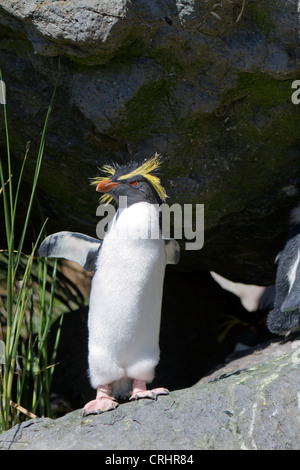 Le nord de Rockhopper Penguin, également connu sous le nom de l'Rockhopper Penguin Banque D'Images