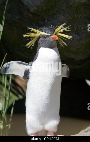Le nord de Rockhopper Penguin, également connu sous le nom de l'Rockhopper Penguin Banque D'Images