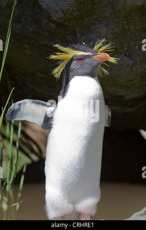 Le nord de Rockhopper Penguin, également connu sous le nom de l'Rockhopper Penguin Banque D'Images