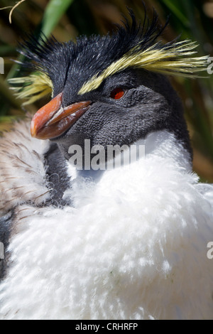 Le Nord de la mue Rockhopper Penguin, également connu sous le nom de l'Rockhopper Penguin Banque D'Images