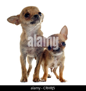 Portrait of cute chihuahuas chiots race in front of white background Banque D'Images