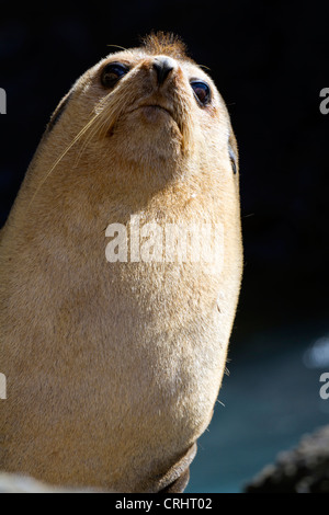 Bull Furl subantarctique, joint l'Île Nightingale Banque D'Images