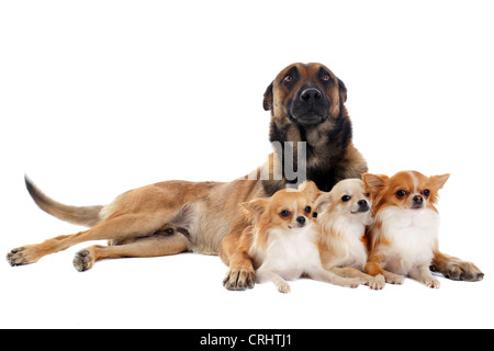 Portrait of a cute chihuahuas pure race et malinois in front of white background Banque D'Images
