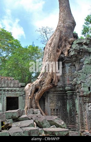 Arbre qui pousse sur les murs de Ta Prohm en ruine-complexe Angkor, Cambodge Banque D'Images