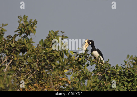 Malabar Pied Hornbill (Anthracoceros coronatus) Banque D'Images