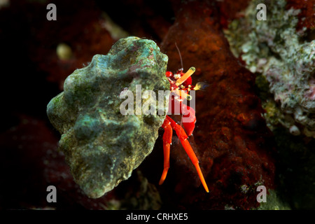 L'Ermite CALCINUS minuscule petit studio portrait einsiedlerkrebs krebs fond blanc rouge bleu petits crabes de 1 cm à 2 cm makro Banque D'Images