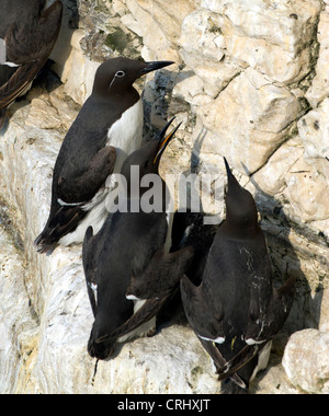 BRIDLED GUILLEMOT . (Uria aalge) FALAISES DE BEMPTON. Le Yorkshire. Banque D'Images