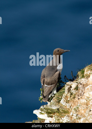 Guillemot commun. Uria aalge. on grassy falaise rocheuse. Arrière-plan de la mer bleue. Falaises de BEMPTON. Le Yorkshire. Banque D'Images